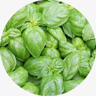 Sweet Basil Essential Oil