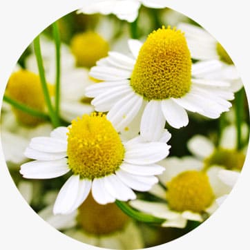 German Chamomile Essential Oil