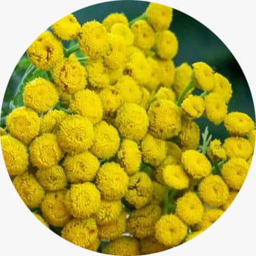 Helichrysum Essential Oil