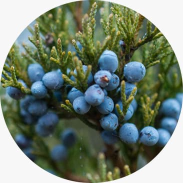 Juniper Berry Essential Oil