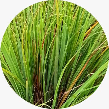 Lemongrass Essential Oil