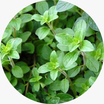 Oregano Essential Oil