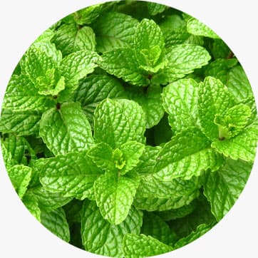 Spearmint Essential Oil